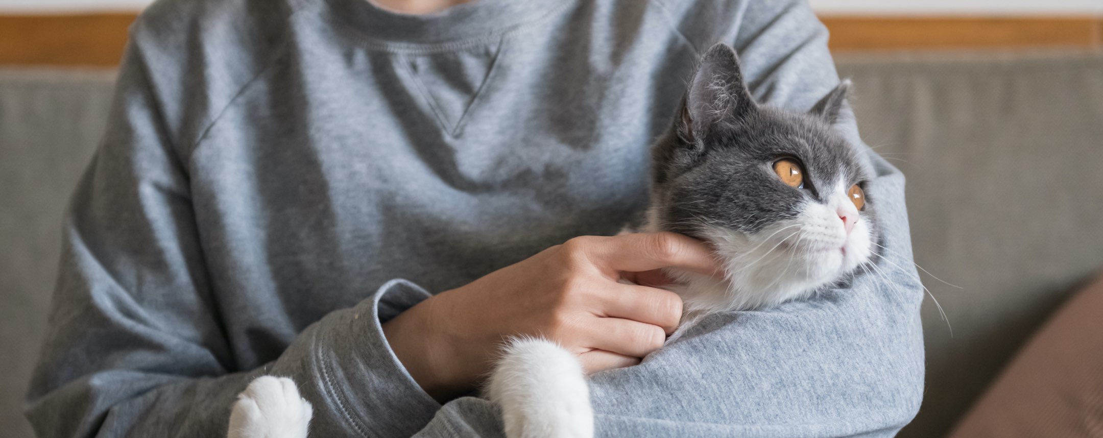 Person holding a cat in its arms